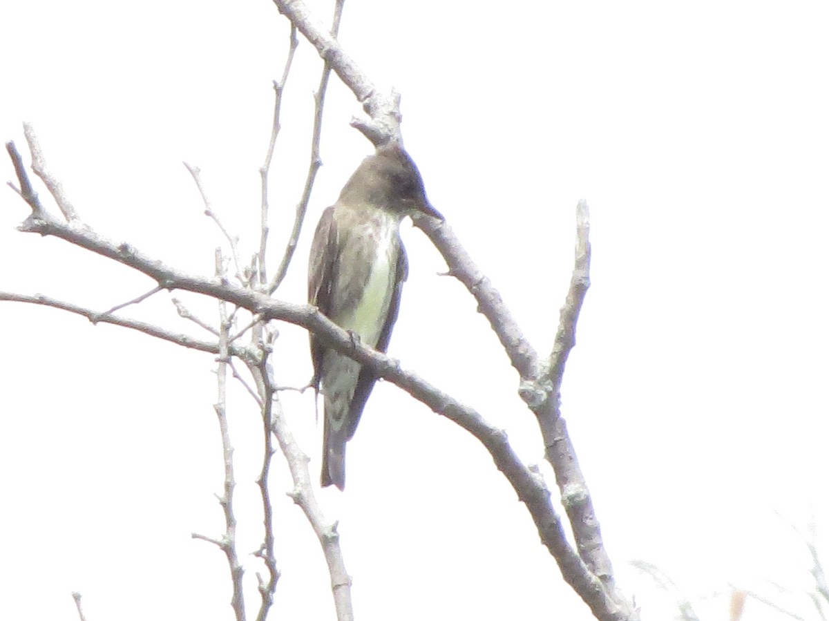 Olive-sided Flycatcher - Kevin Seymour