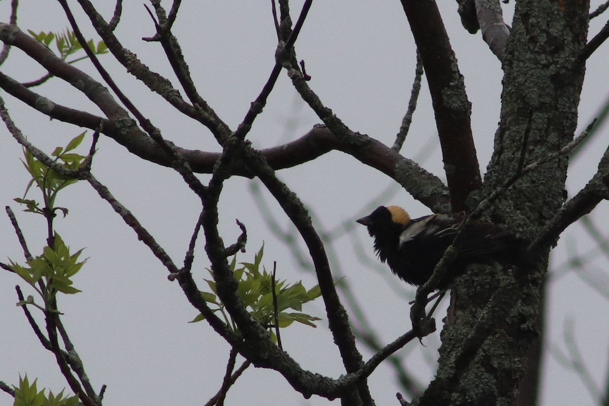Bobolink - ML341648891