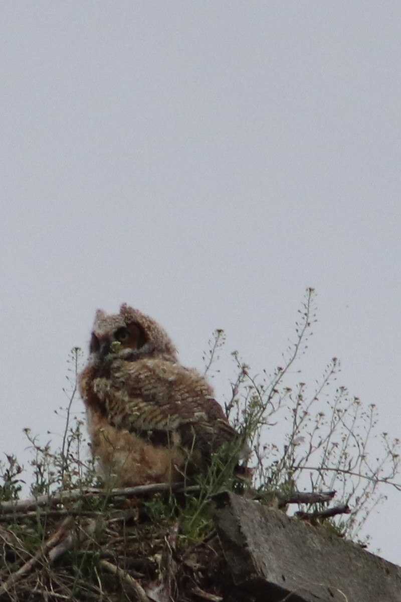 Great Horned Owl - ML341649481