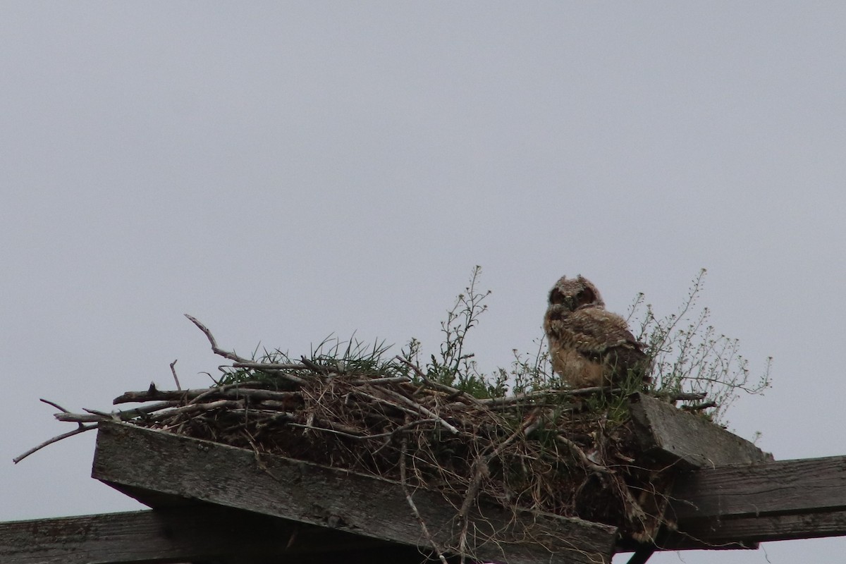 Great Horned Owl - ML341649531