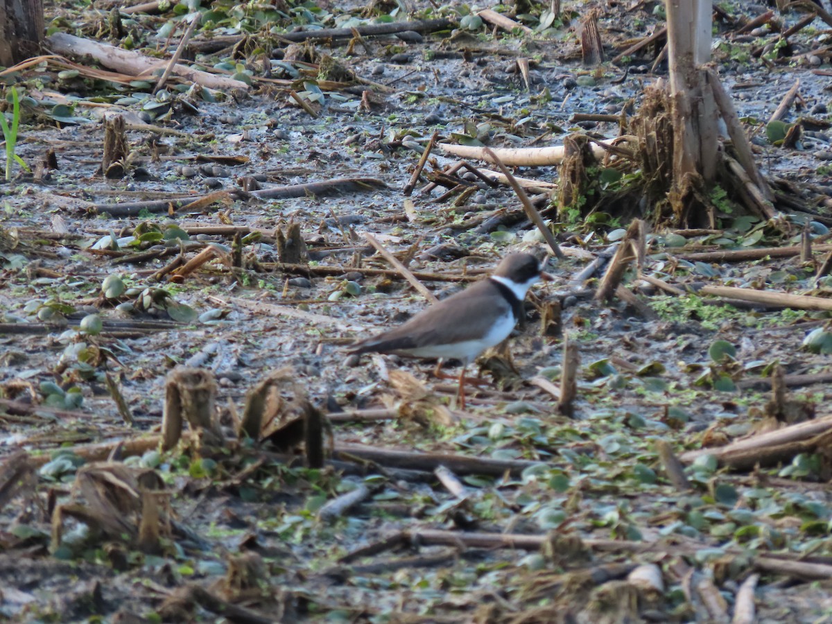 Semipalmated Plover - ML341651201