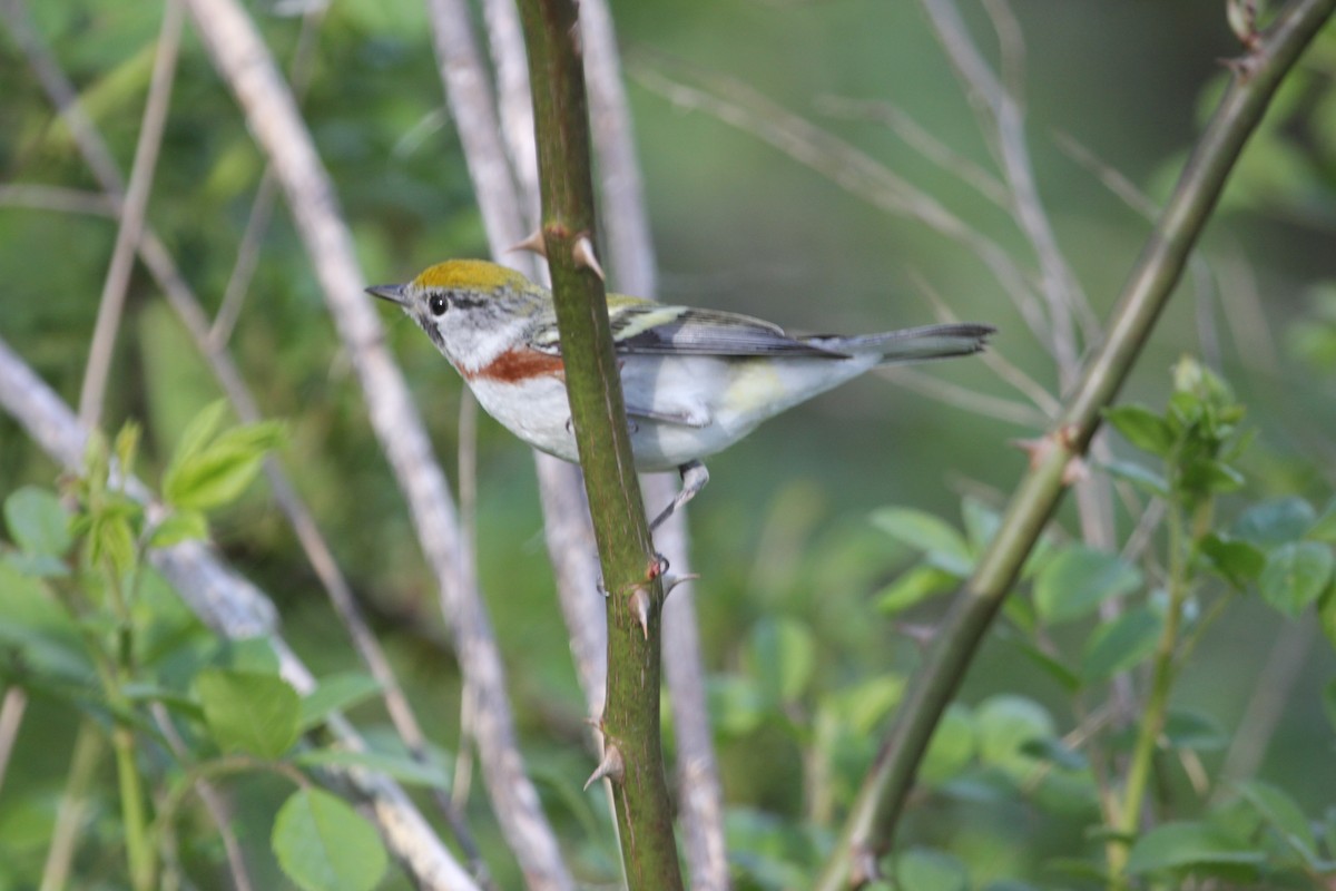 Chestnut-sided Warbler - ML341651381