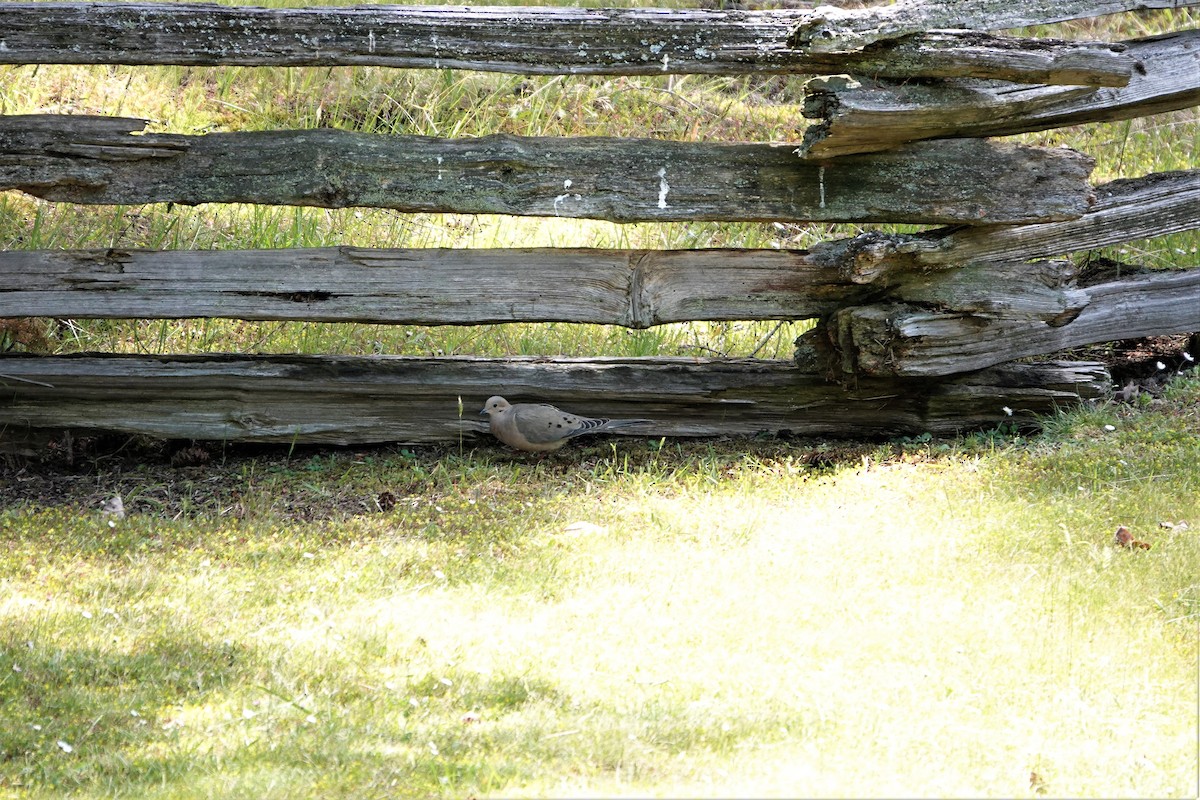 Mourning Dove - ML341655811