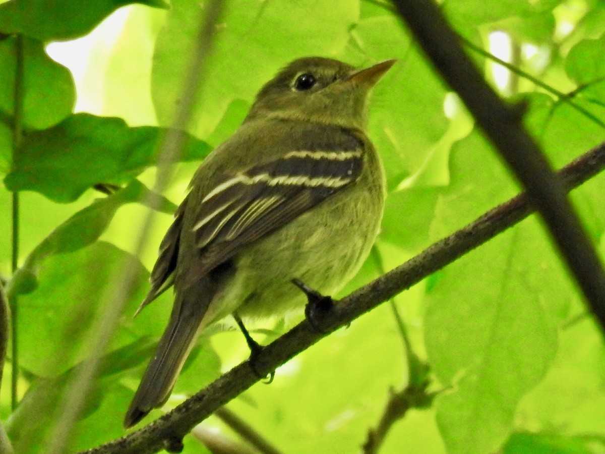 Yellow-bellied Flycatcher - ML341656911