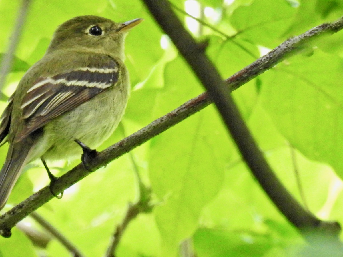 Yellow-bellied Flycatcher - ML341657151
