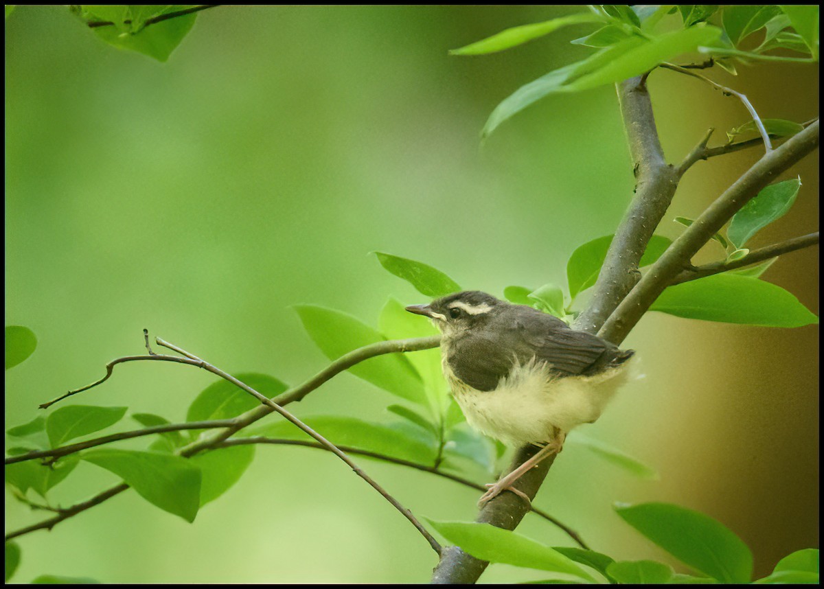 Louisiana Waterthrush - Jim Emery