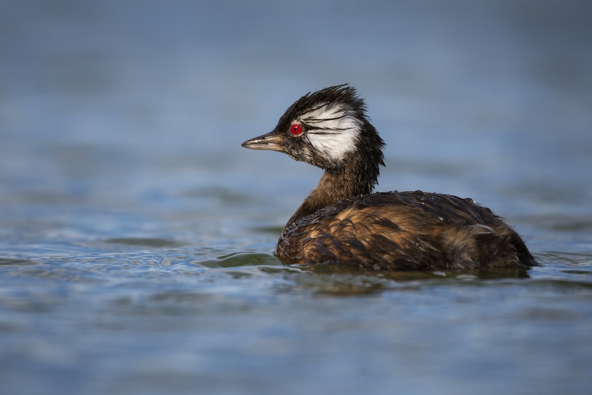 White-tufted Grebe - ADRIAN GRILLI