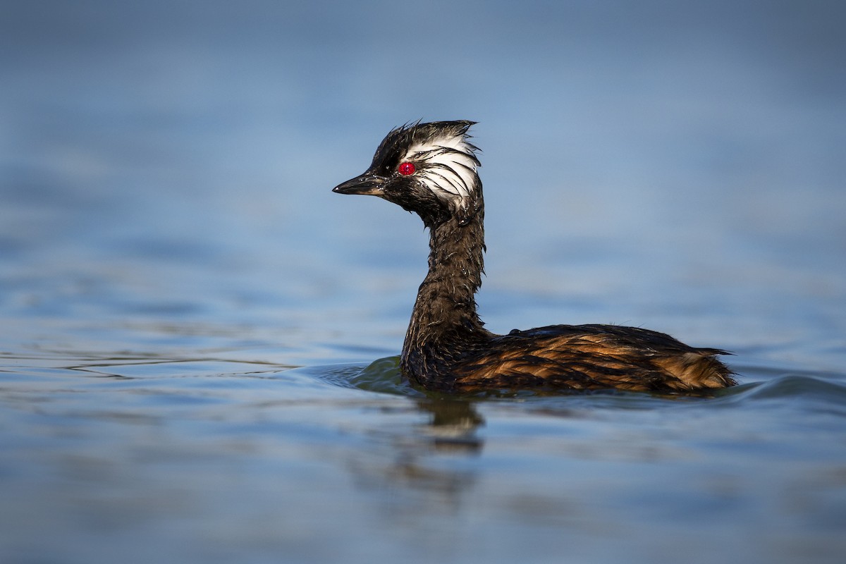 White-tufted Grebe - ADRIAN GRILLI