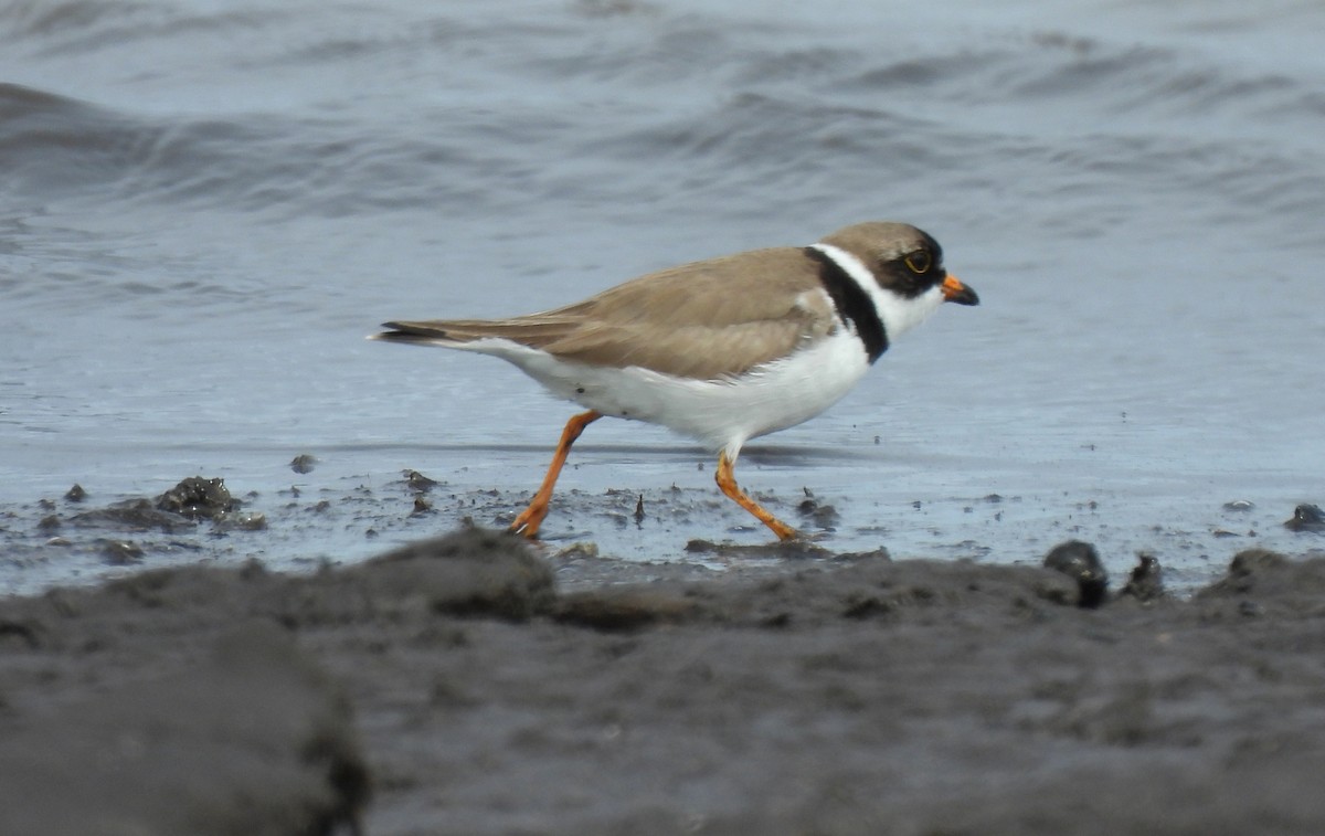 Semipalmated Plover - ML341662551