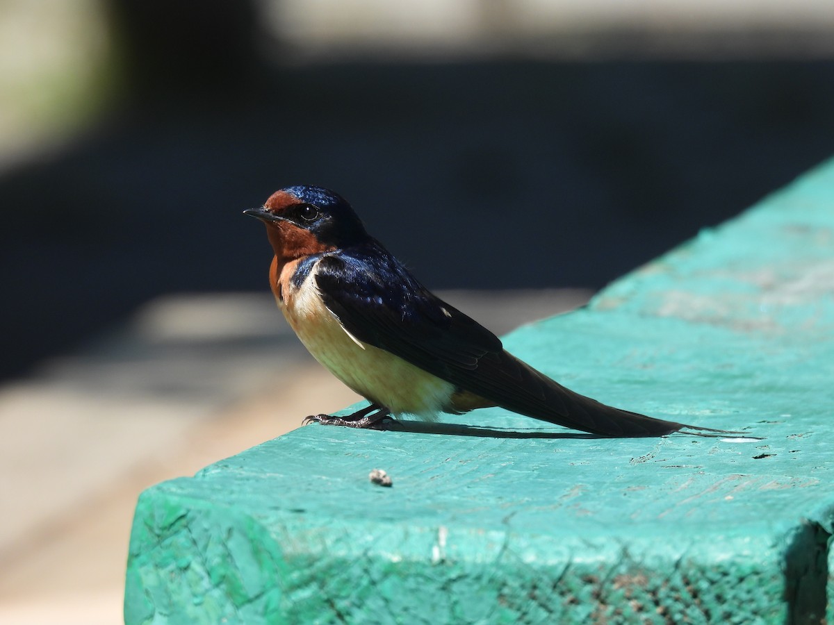 Barn Swallow - Jay Solanki