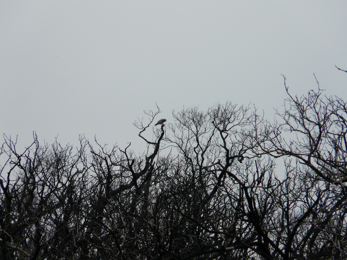 White-tailed Kite - ML34166531
