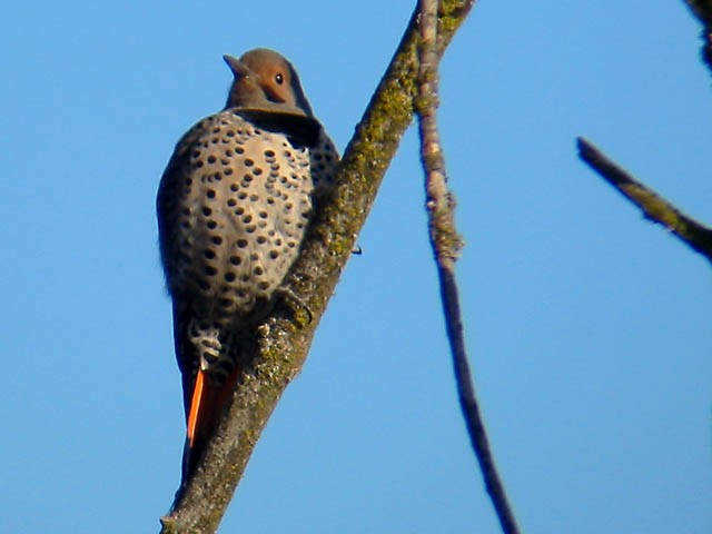 Northern Flicker (Yellow-shafted x Red-shafted) - Greg Gillson