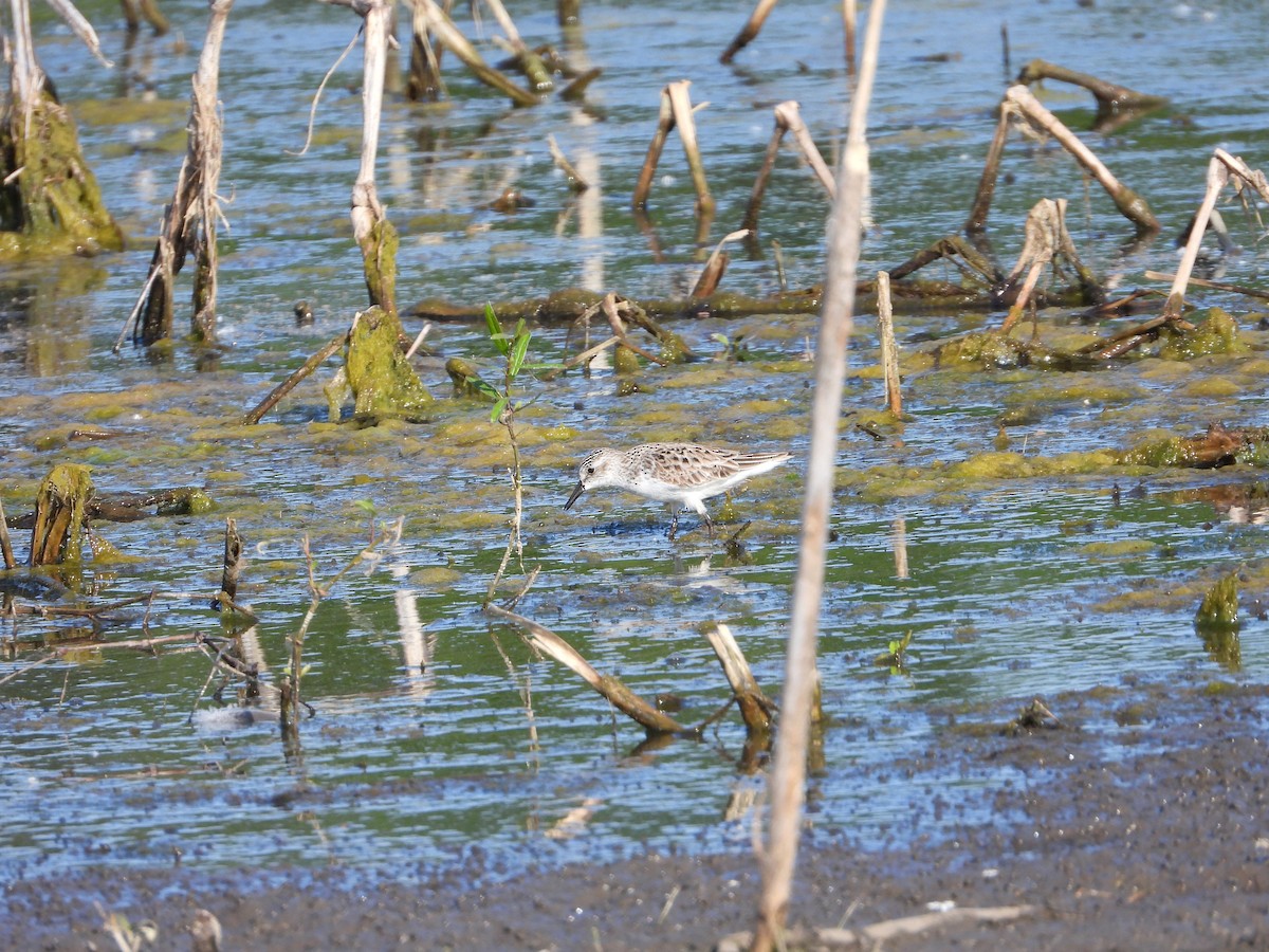 Semipalmated Sandpiper - Rick Luehrs