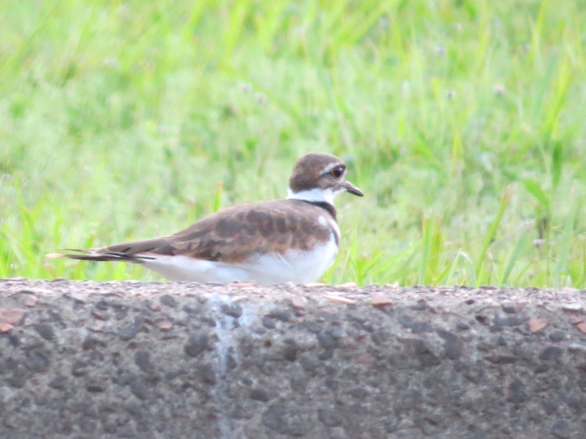 Killdeer - ML34166751