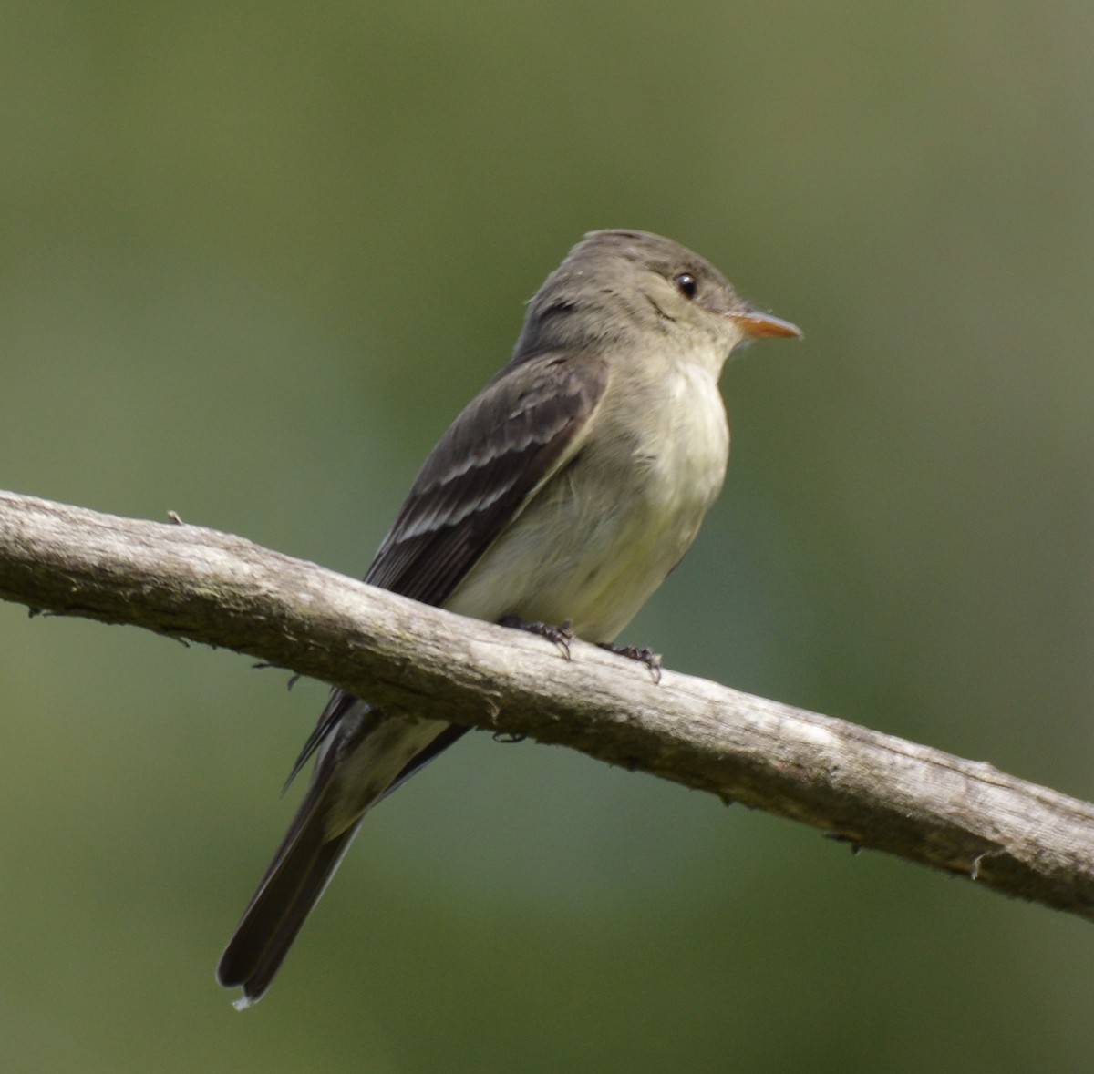Eastern Wood-Pewee - Claire Sullivan