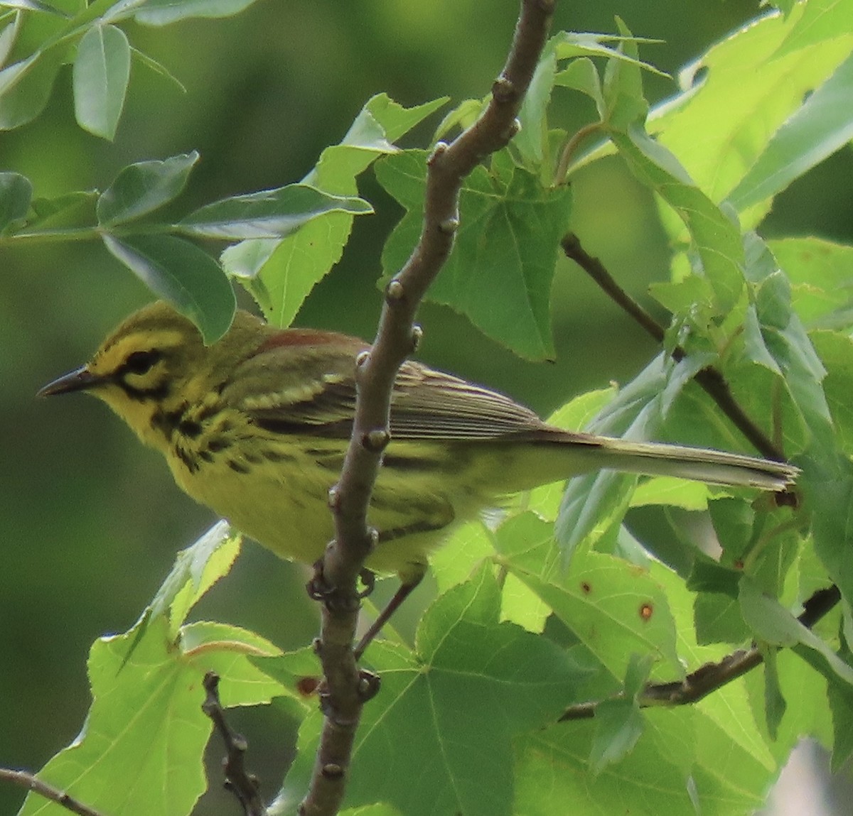 Prairie Warbler - Claire Sullivan