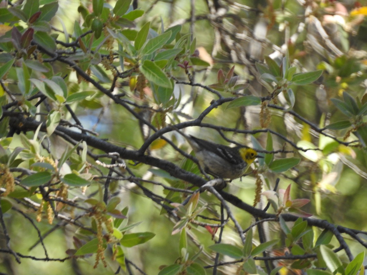 Hermit Warbler - ML341672601