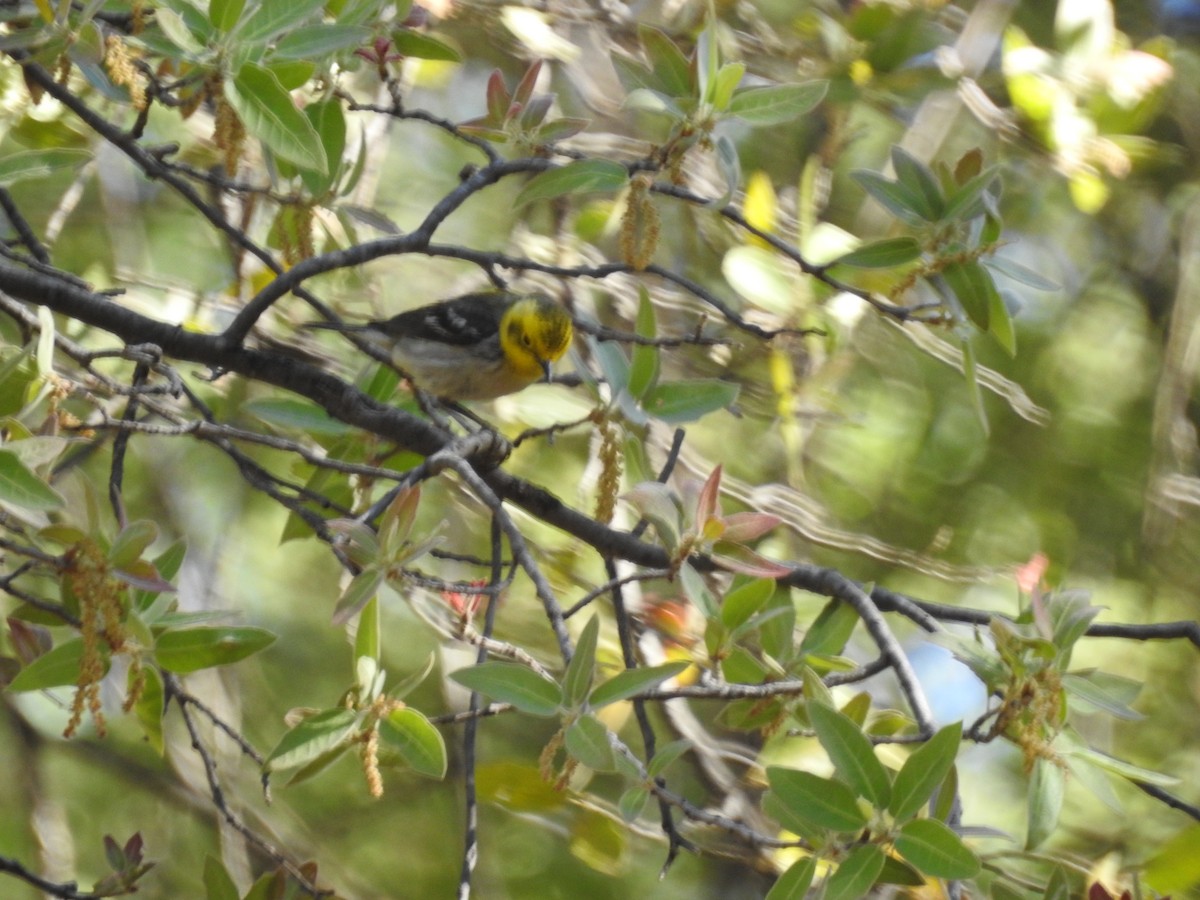 Hermit Warbler - ML341672751