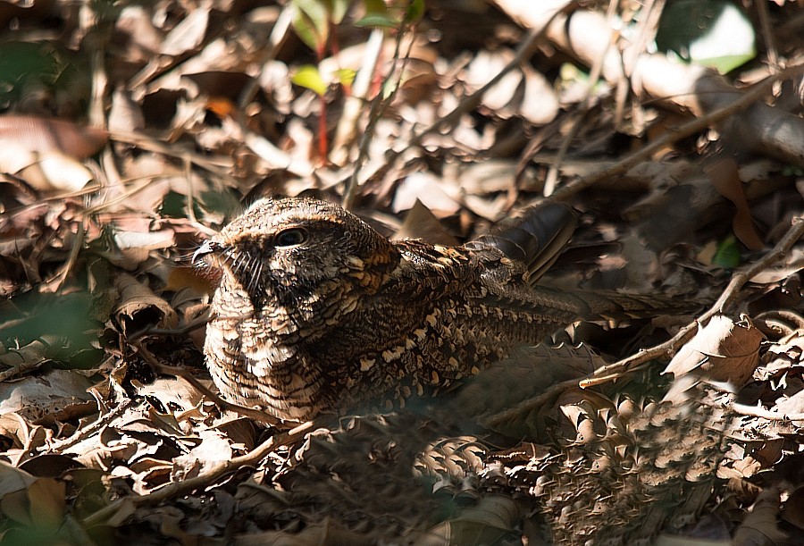 Scissor-tailed Nightjar - LUCIANO BERNARDES