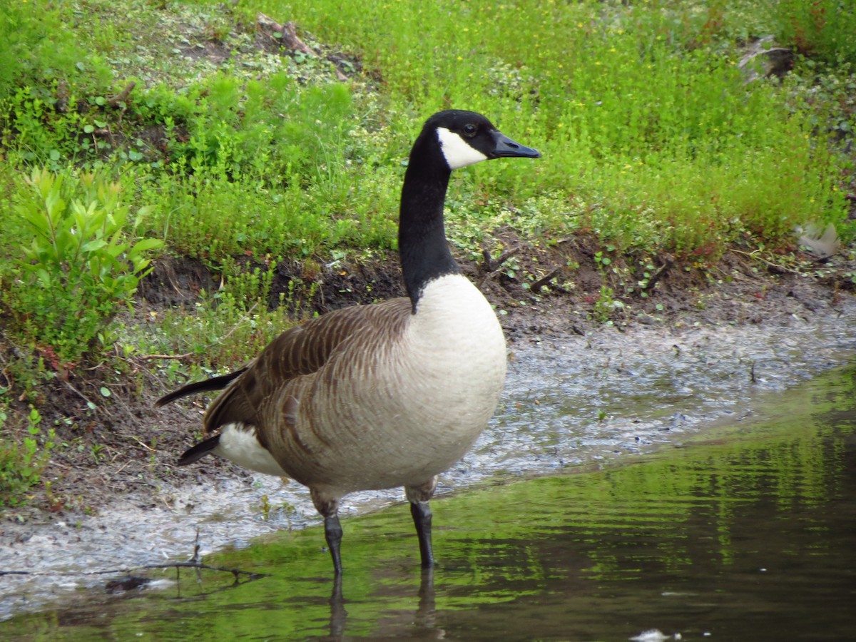 Canada Goose - ML341673081