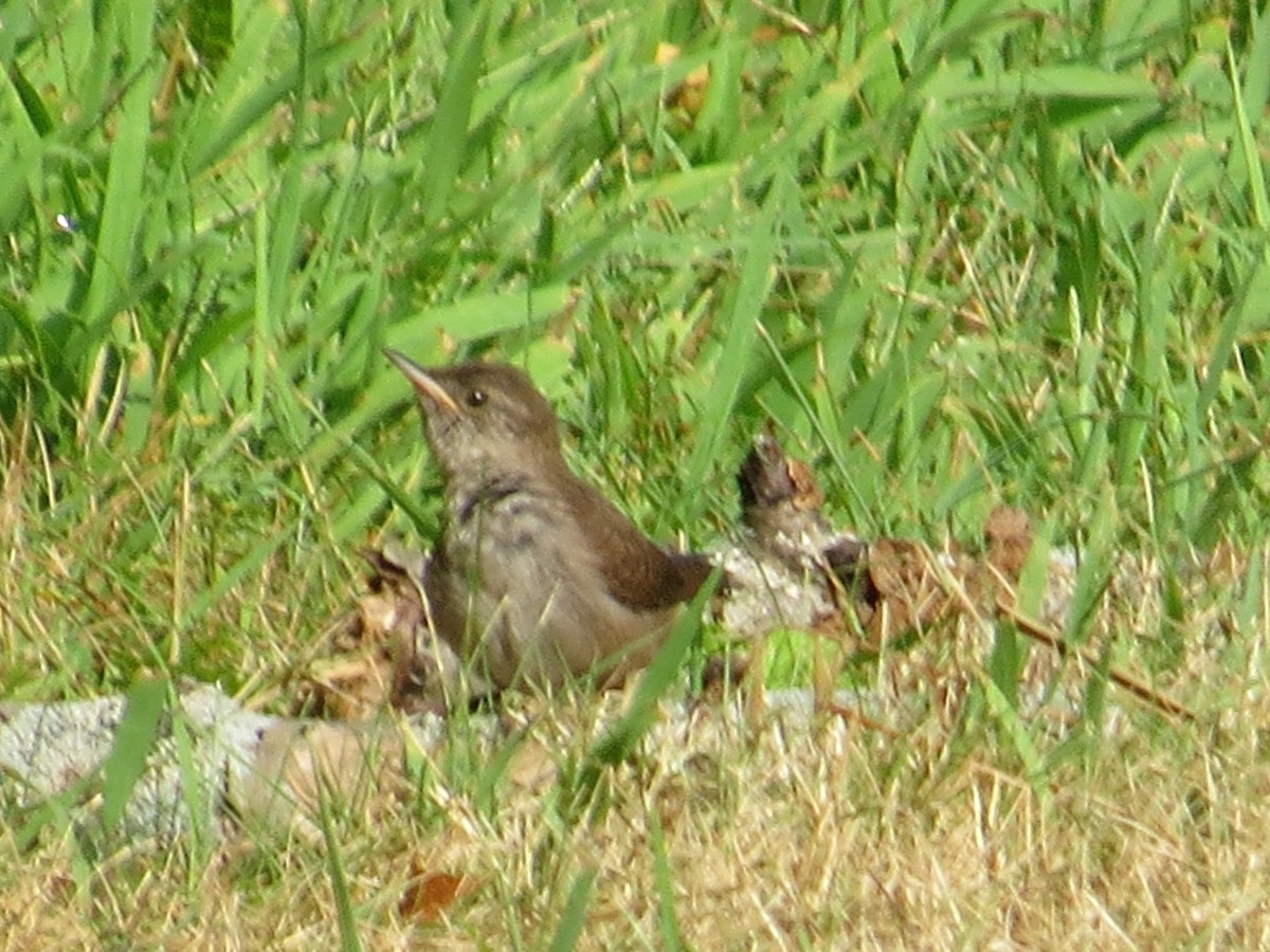 Northern House Wren - ML34167451