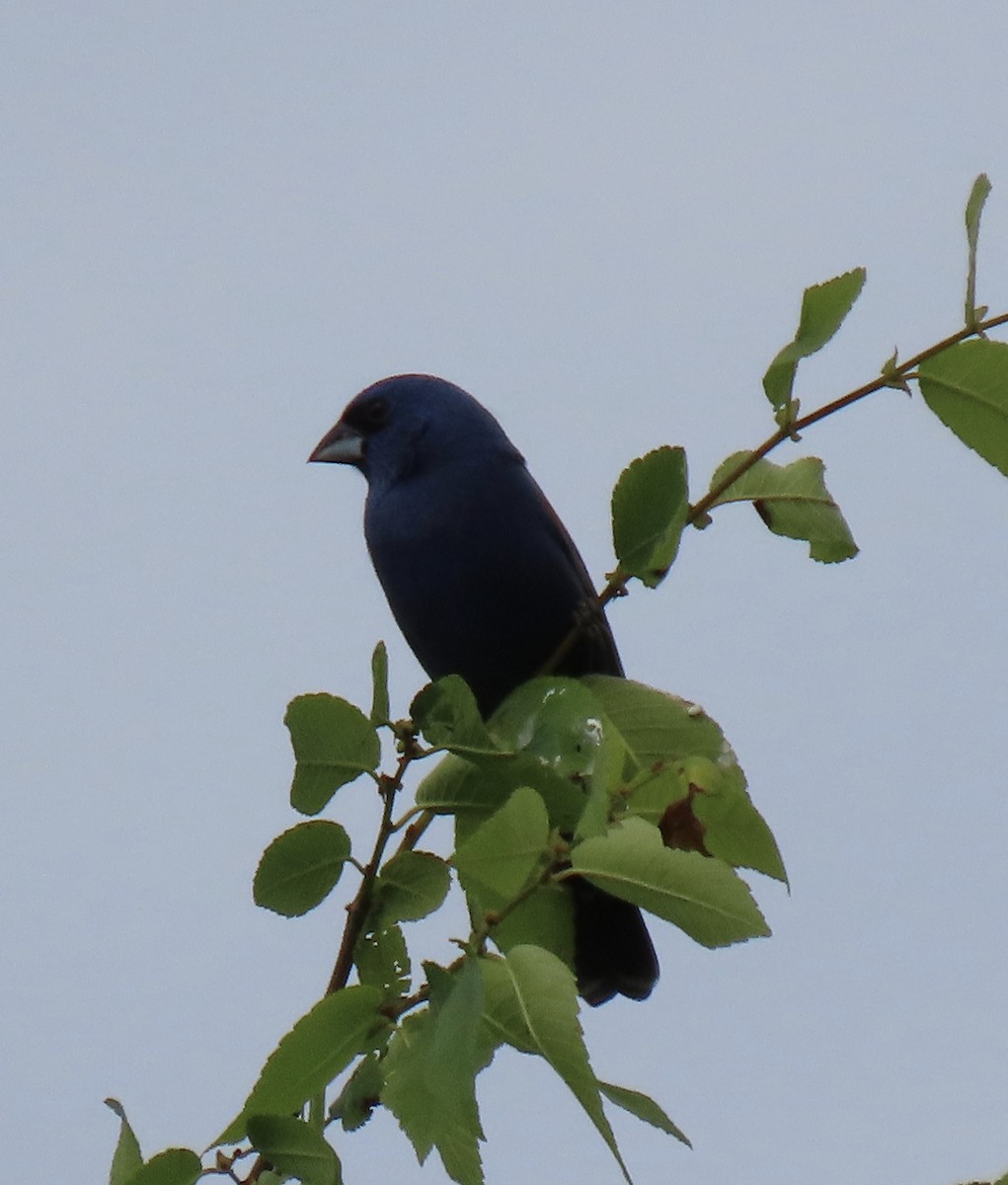 Blue Grosbeak - ML341676321