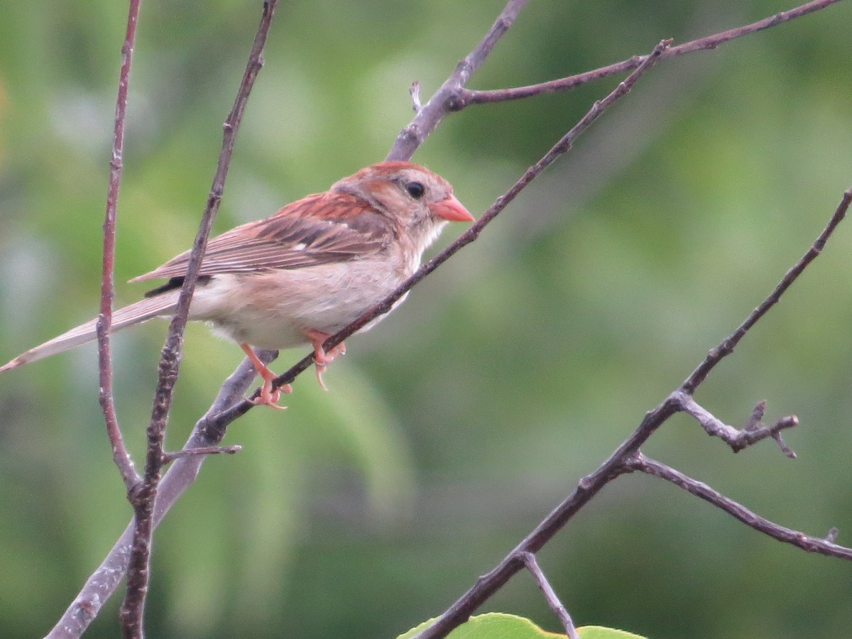 Field Sparrow - ML34167641