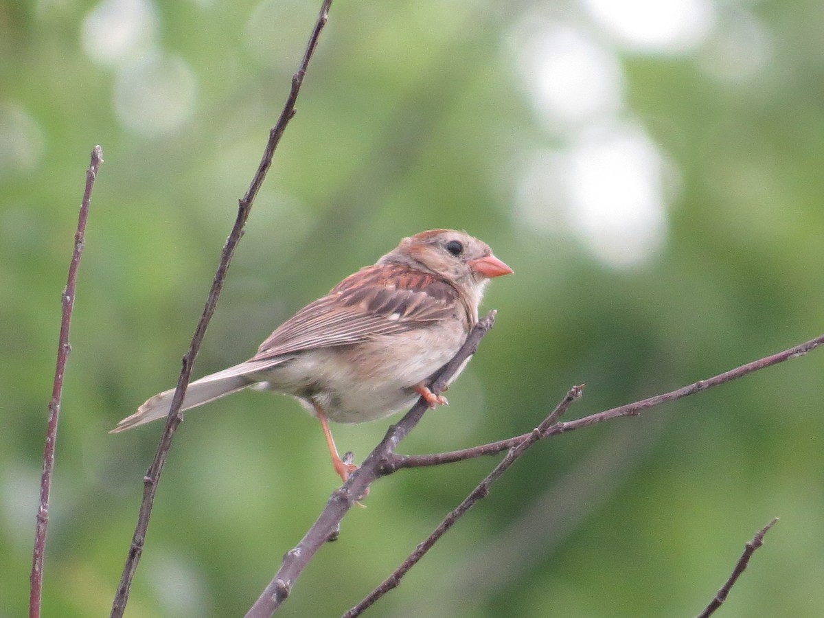 Field Sparrow - ML34167671