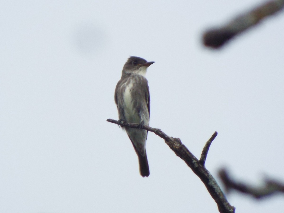 Olive-sided Flycatcher - ML341678011