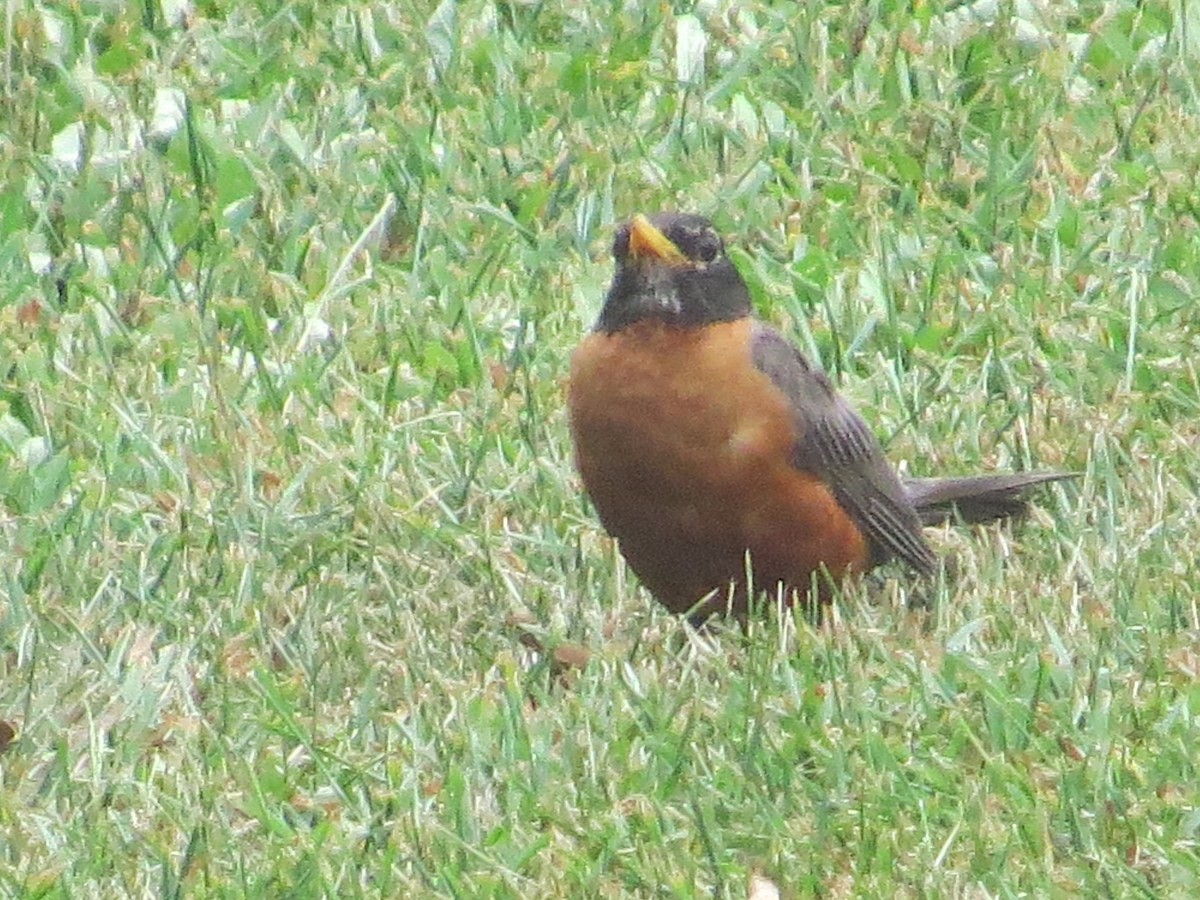 American Robin - ML34167971