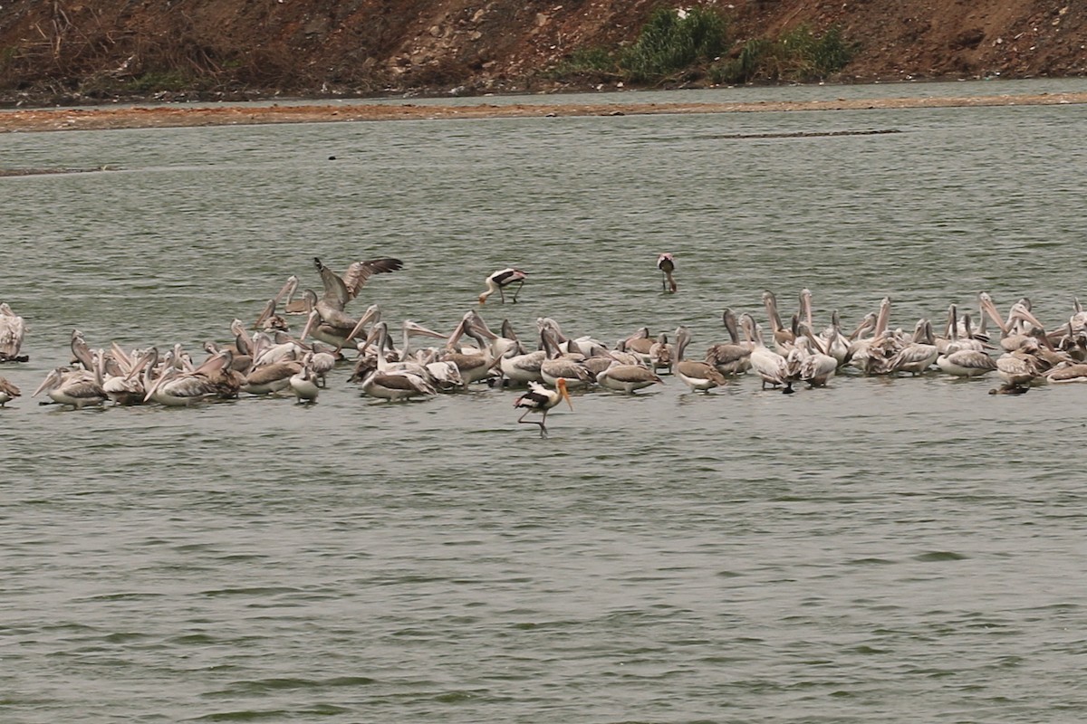 Spot-billed Pelican - ML34168021