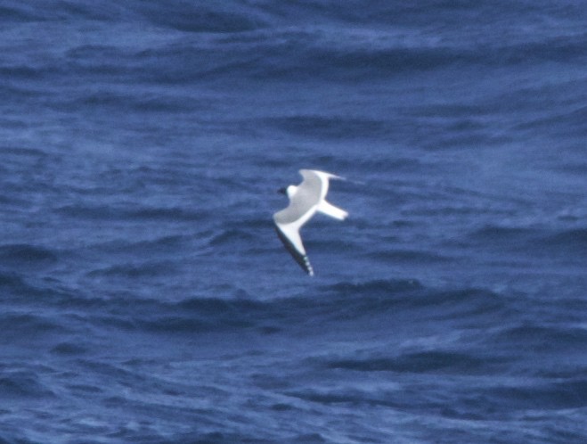 Sabine's Gull - Dave Czaplak