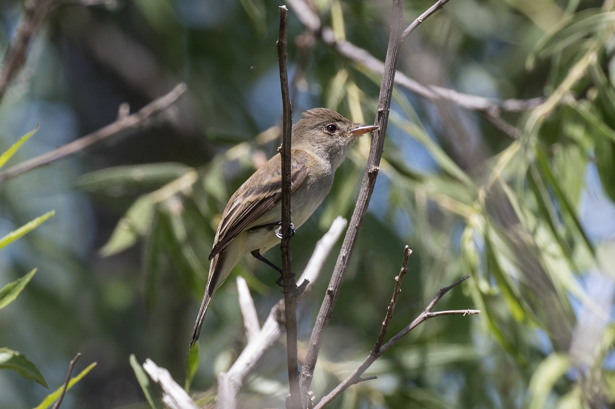 Willow Flycatcher - ML341681651