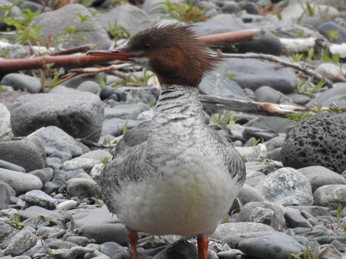 Common Merganser - ML341683221