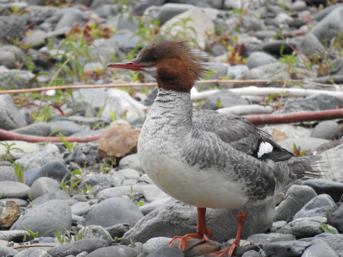 Common Merganser - ML341683231