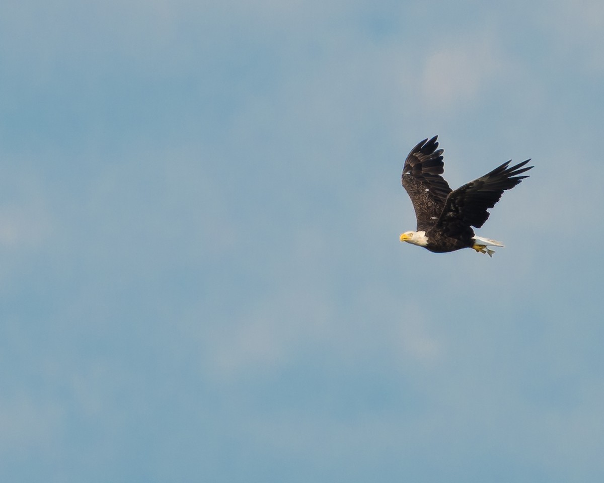 Weißkopf-Seeadler - ML34168531