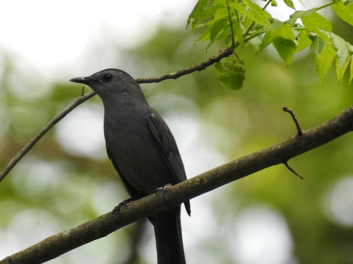 Gray Catbird - ML341687211