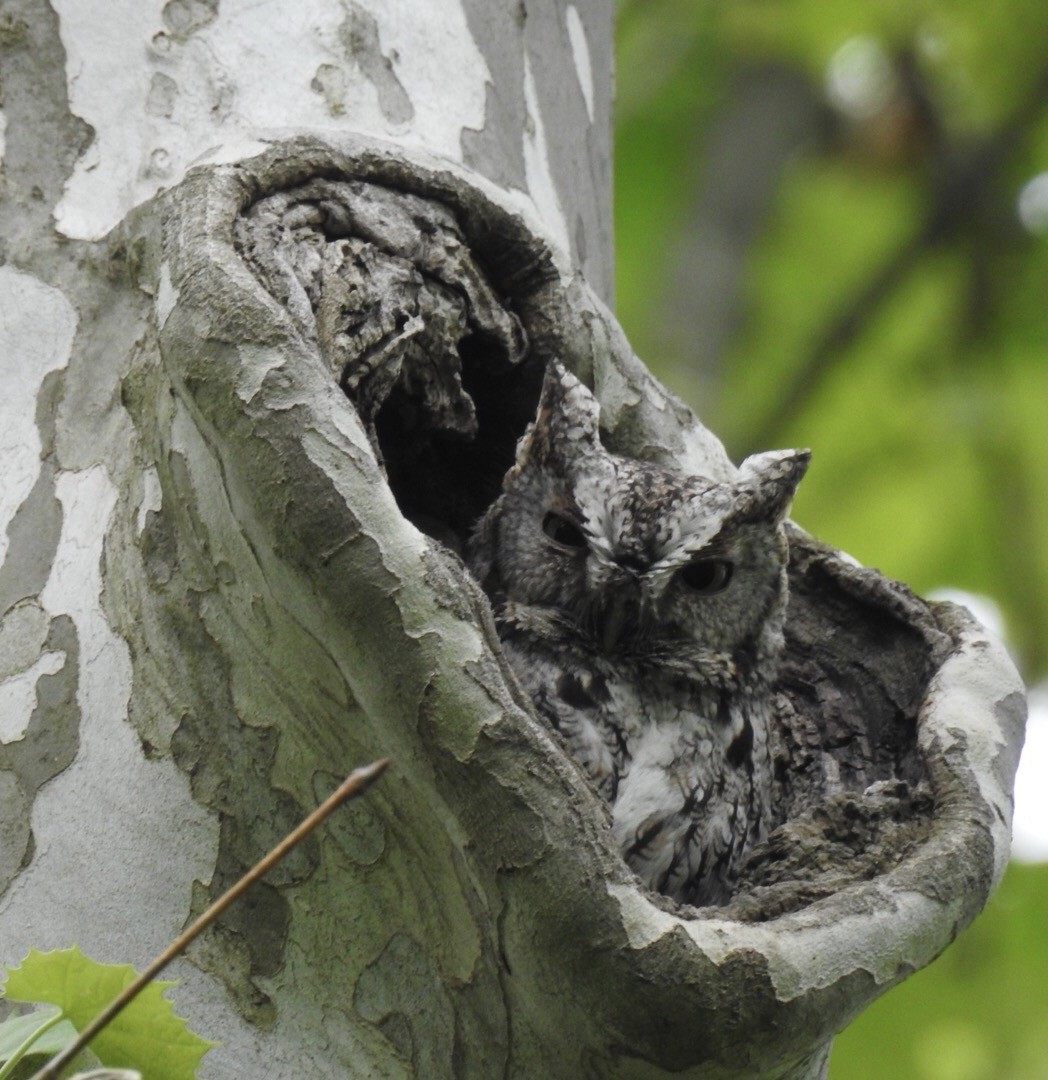 Eastern Screech-Owl - ML341687481