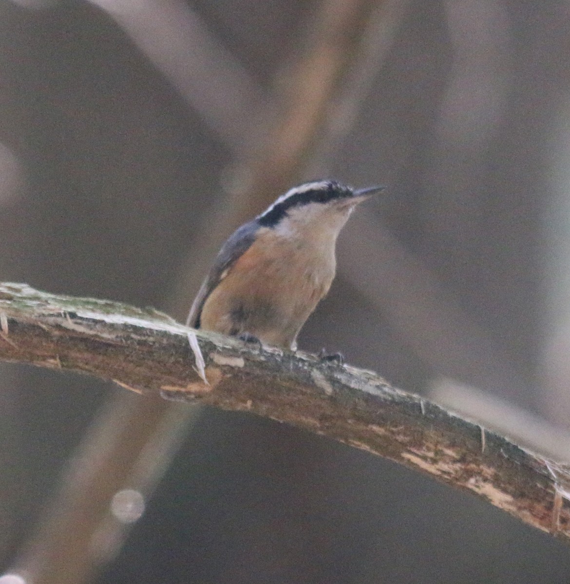 Red-breasted Nuthatch - ML341688021