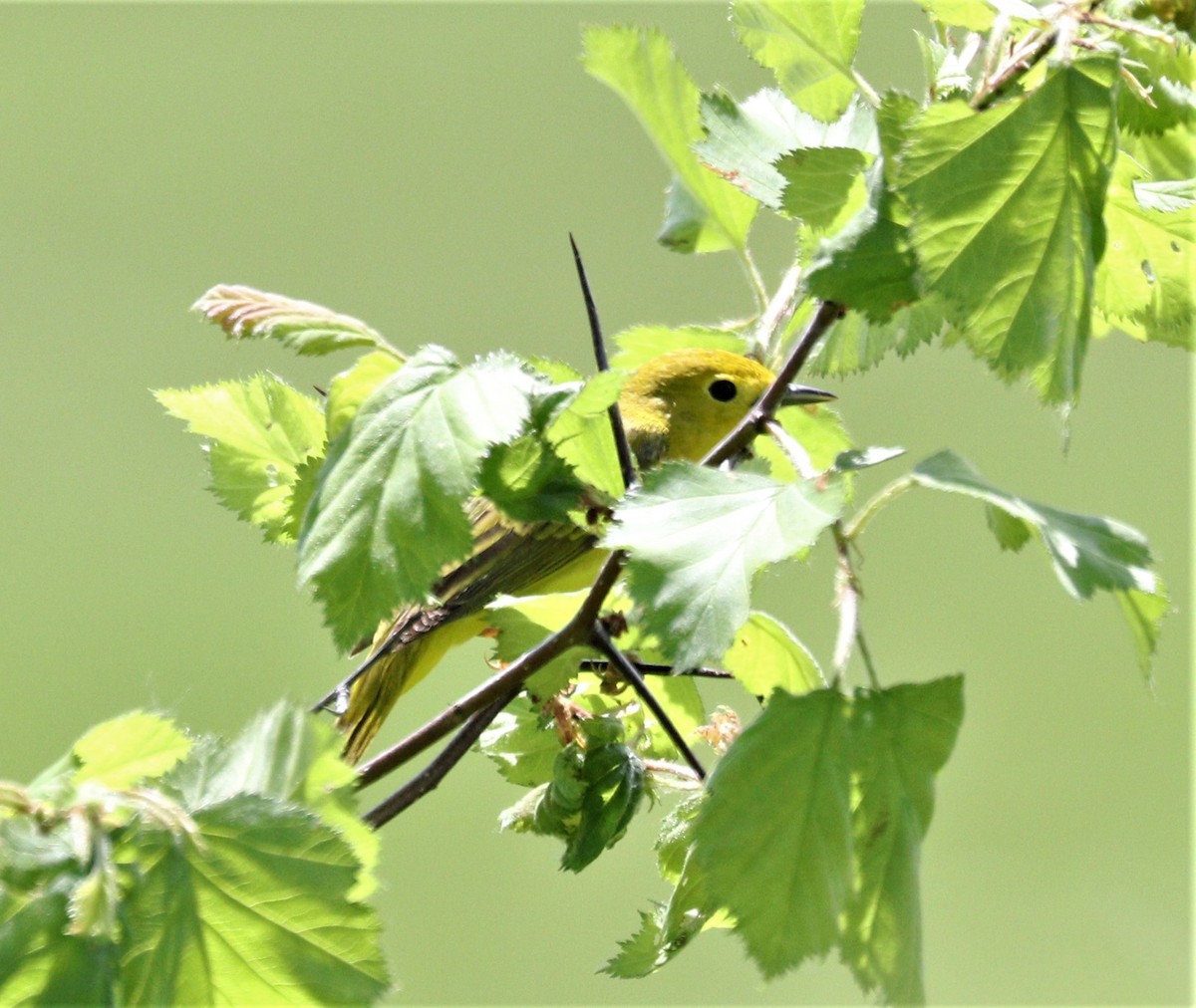 Yellow Warbler - ML341688601