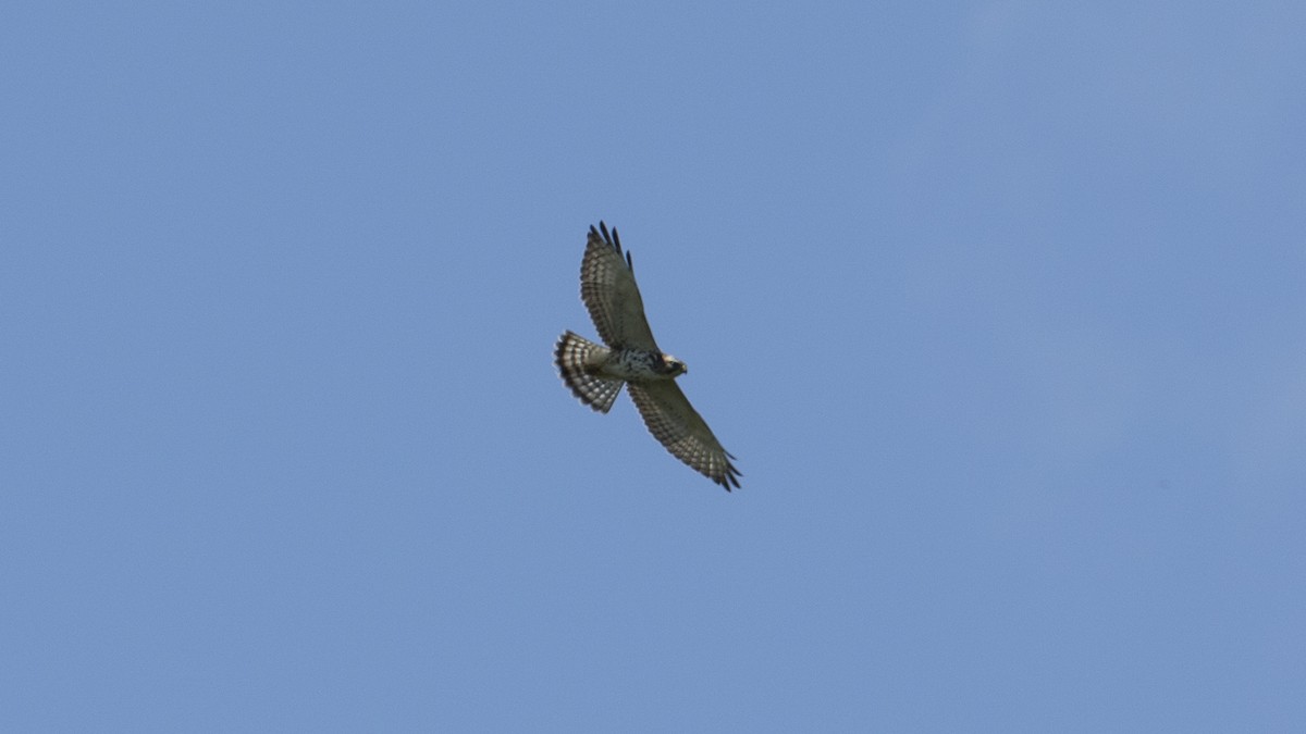 Broad-winged Hawk - ML34168971