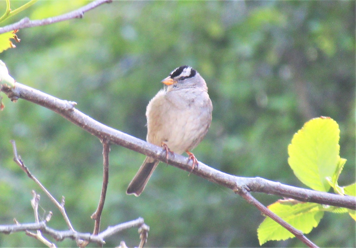 White-crowned Sparrow - Bill Krick
