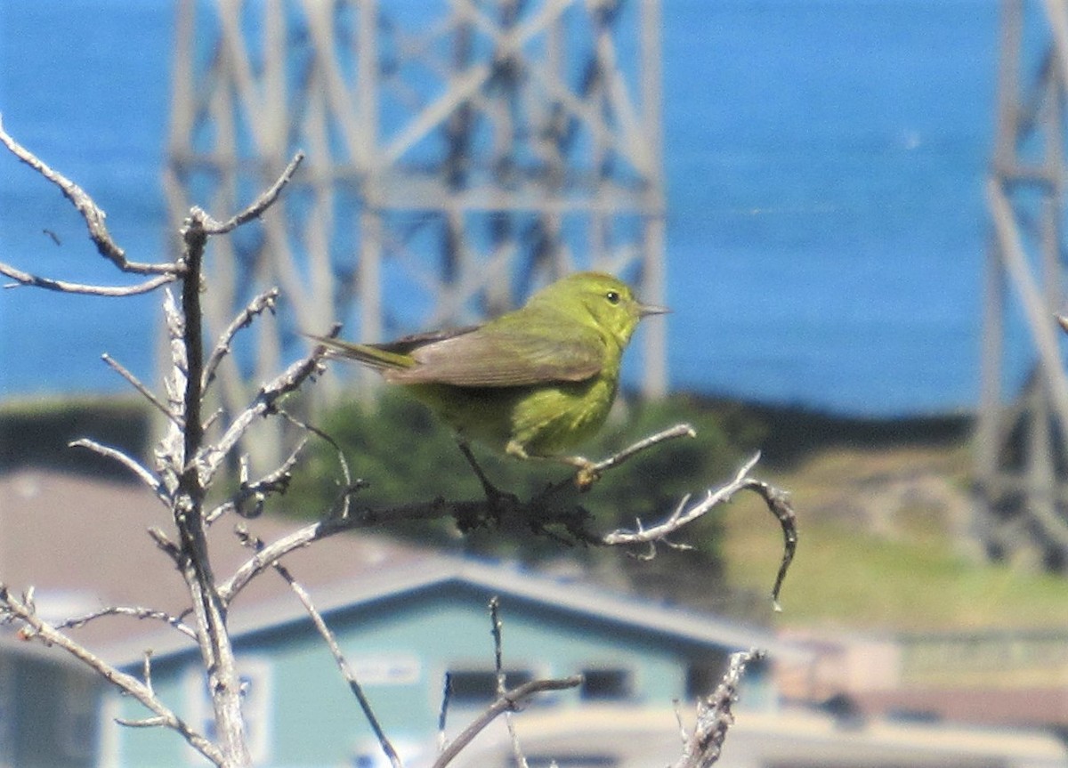 Orange-crowned Warbler - Bill Krick