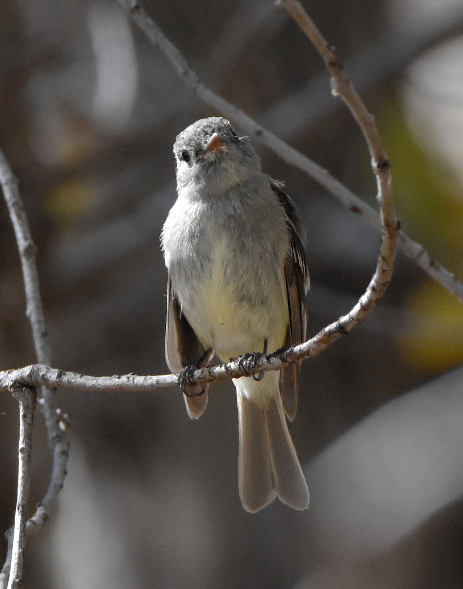 Hammond's Flycatcher - ML341690761