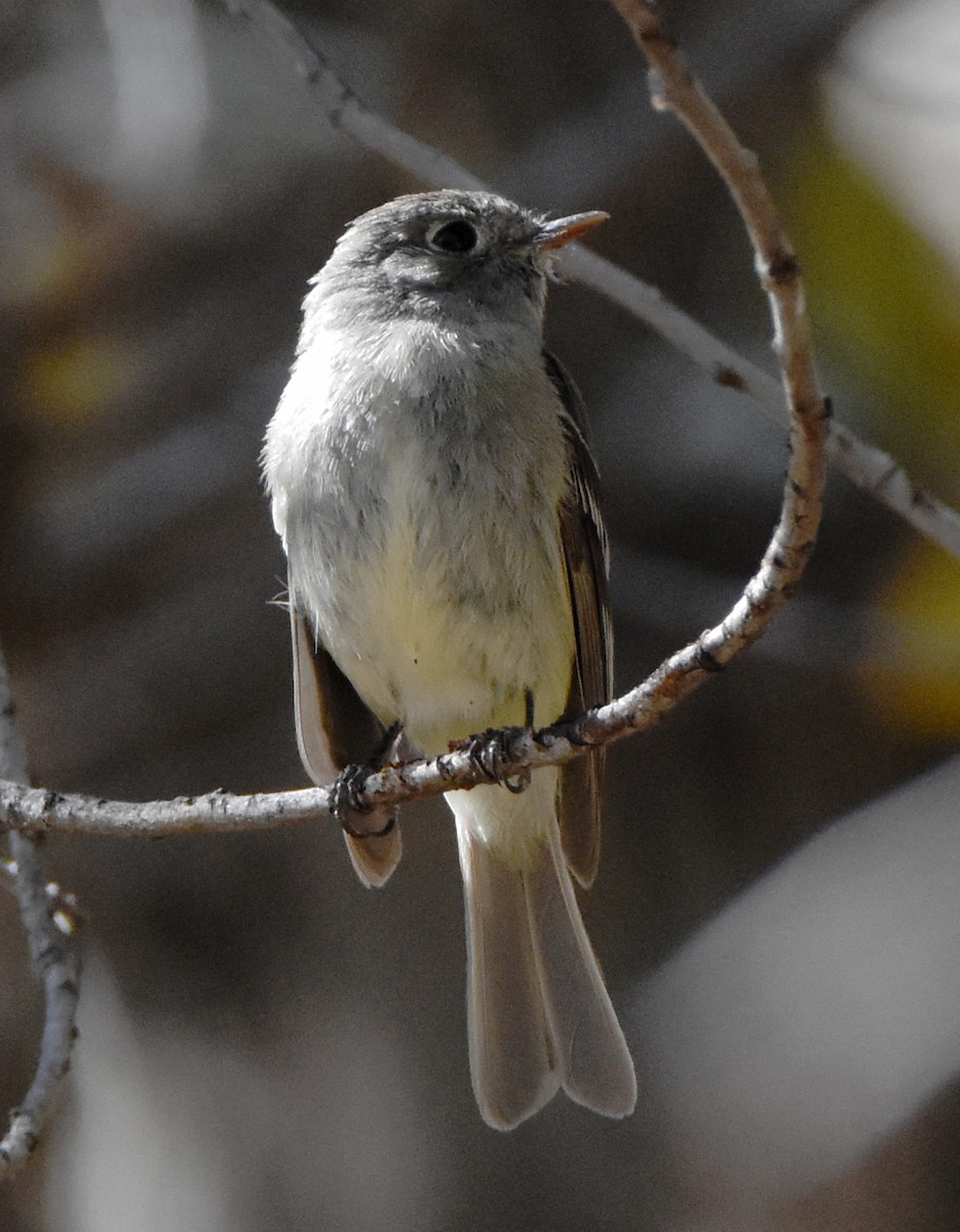 Hammond's Flycatcher - ML341690771