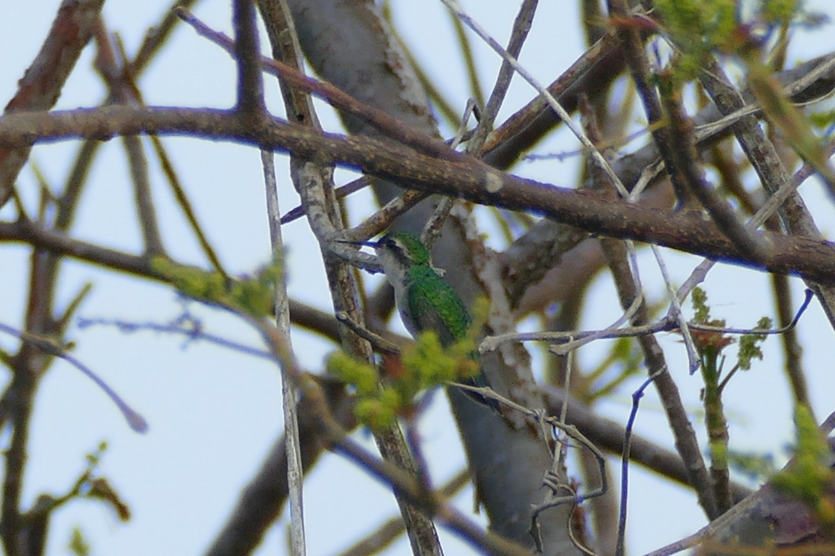 Canivet's Emerald - ML341691081