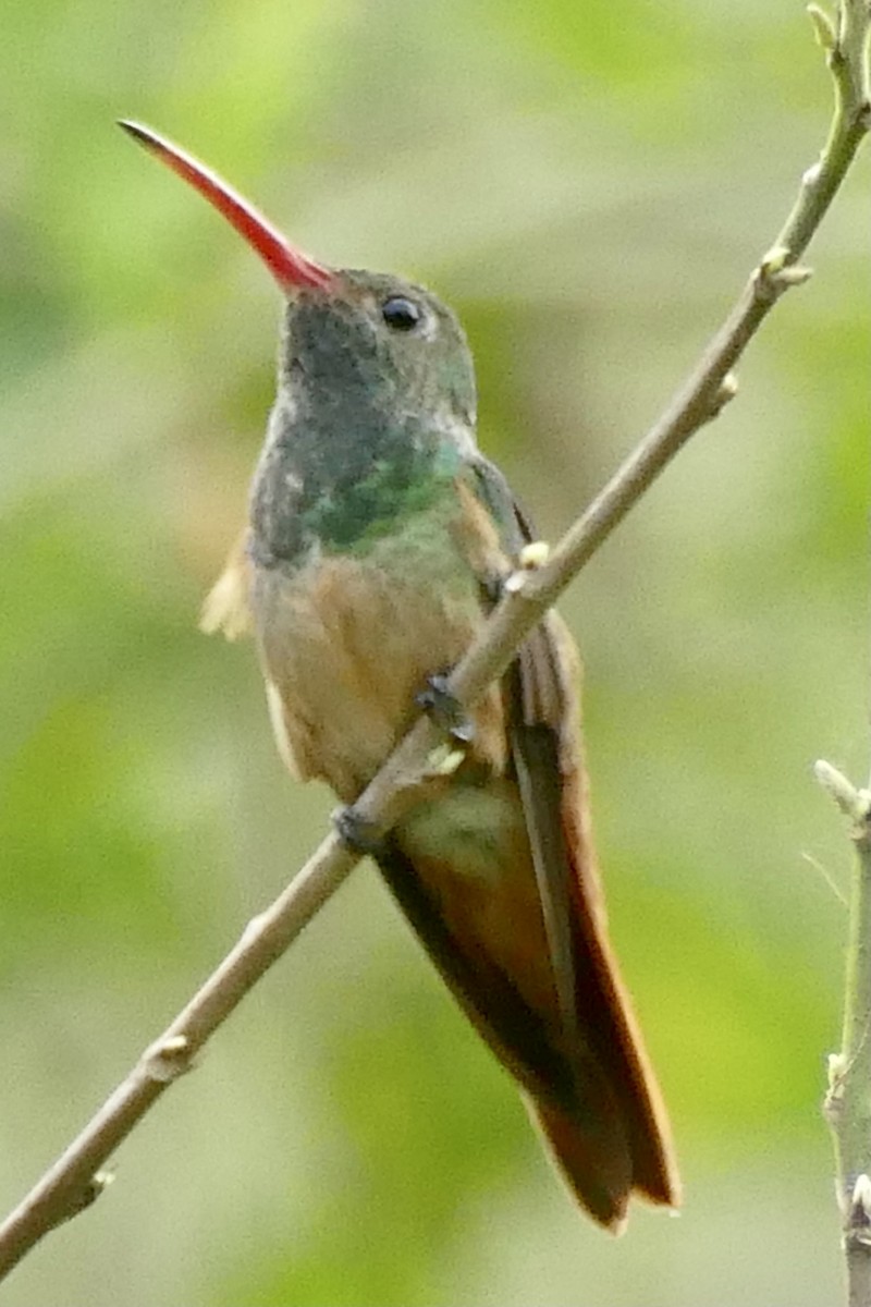 Buff-bellied Hummingbird - Peter Kaestner