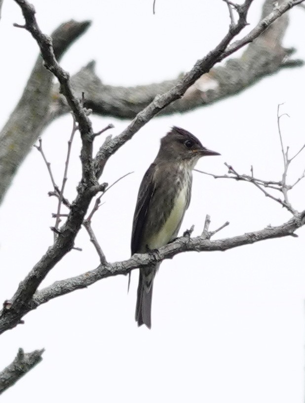 Olive-sided Flycatcher - mc coburn