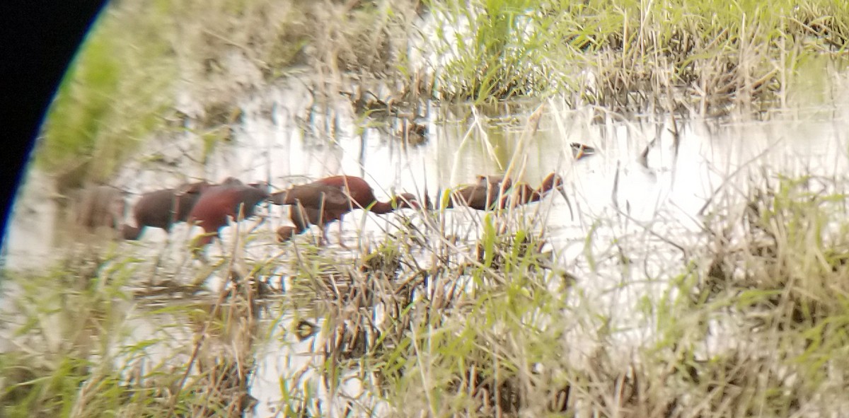 White-faced Ibis - ML341691261