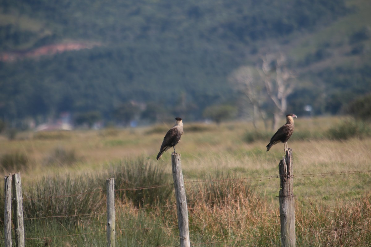 Crested Caracara (Southern) - ML341692451